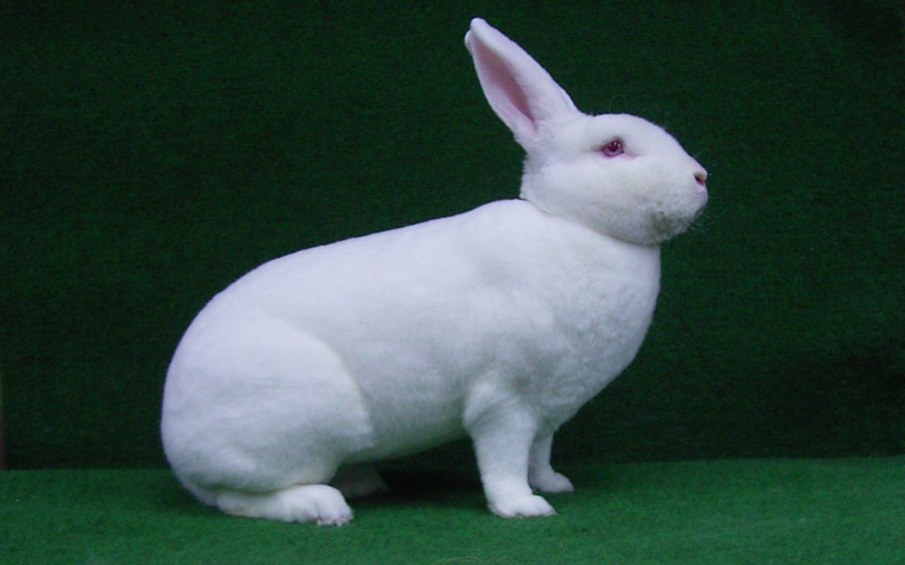 Zuchtgemeinschaft Wiesmann - Hobbyzucht von Kaninchen, Vögeln und anderen Kleintieren